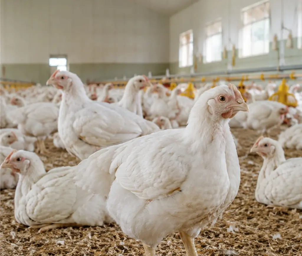 Healthy poultry flock in a controlled farm environment